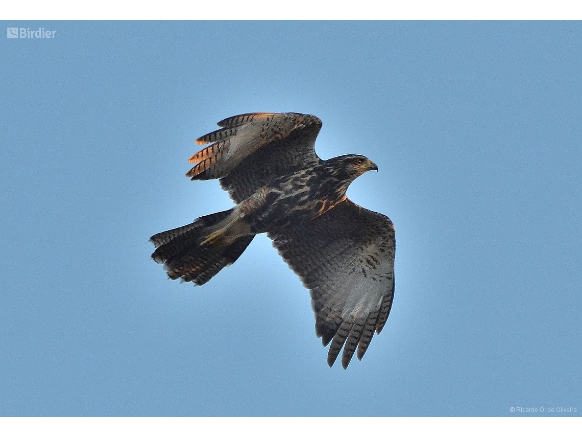 Parabuteo unicinctus