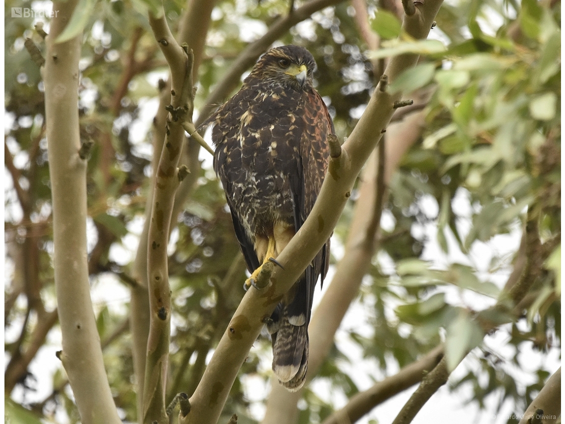 Parabuteo unicinctus