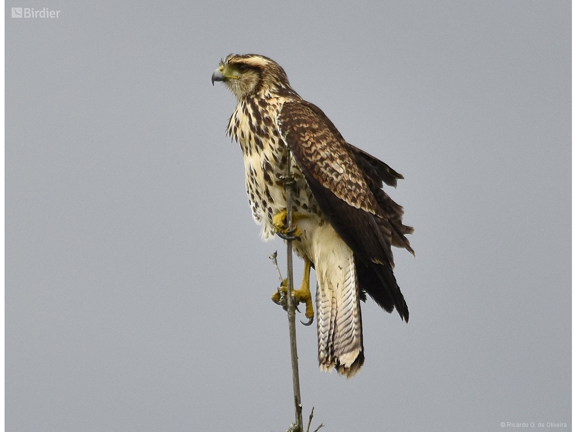 Parabuteo unicinctus