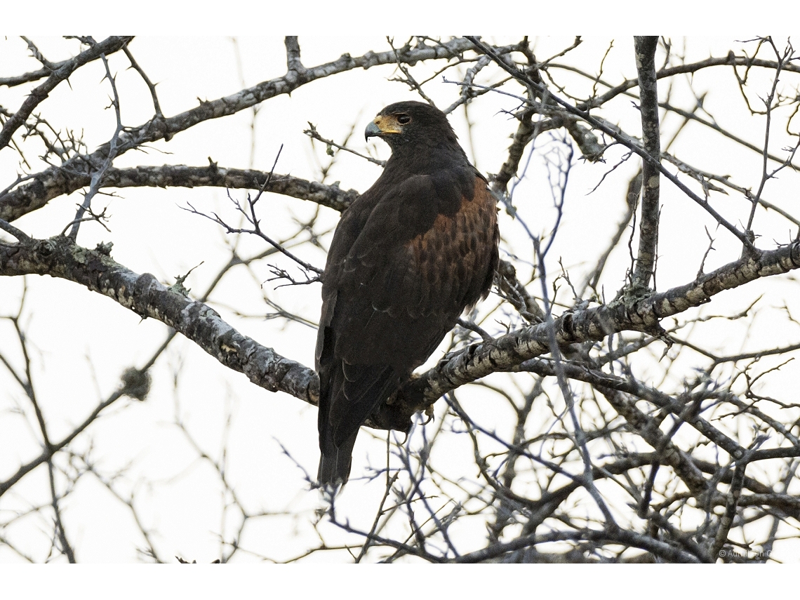 Parabuteo unicinctus