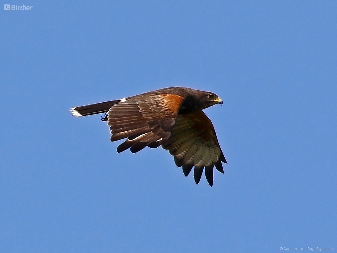 Parabuteo unicinctus