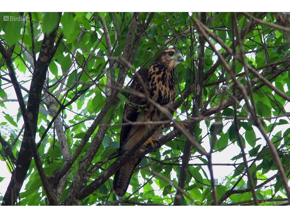 Parabuteo unicinctus