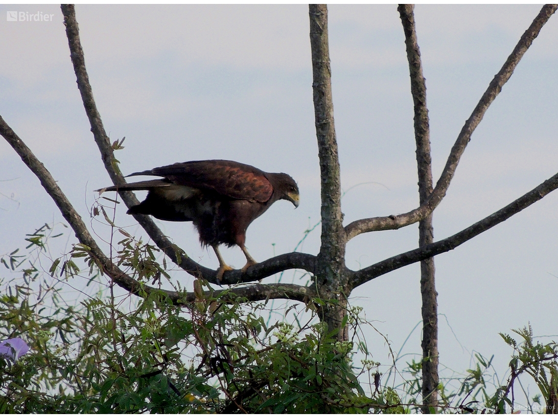 Parabuteo unicinctus