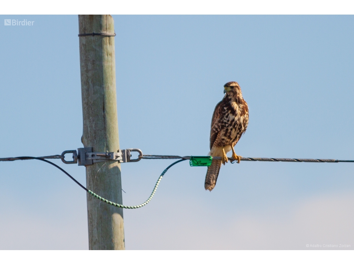 Parabuteo unicinctus