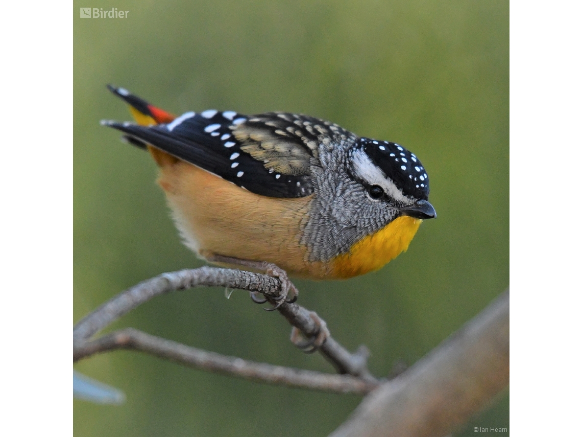 Pardalotus punctatus