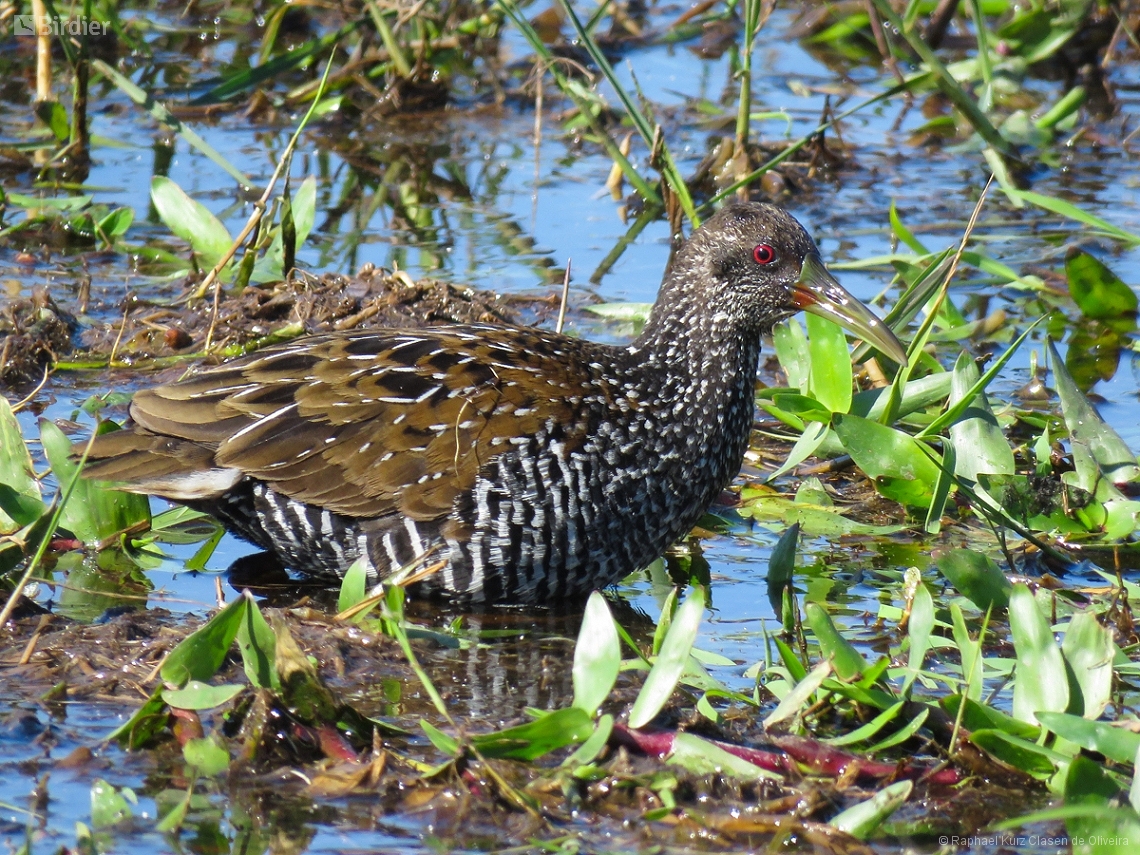 Pardirallus maculatus