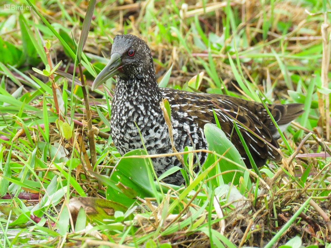 Pardirallus maculatus