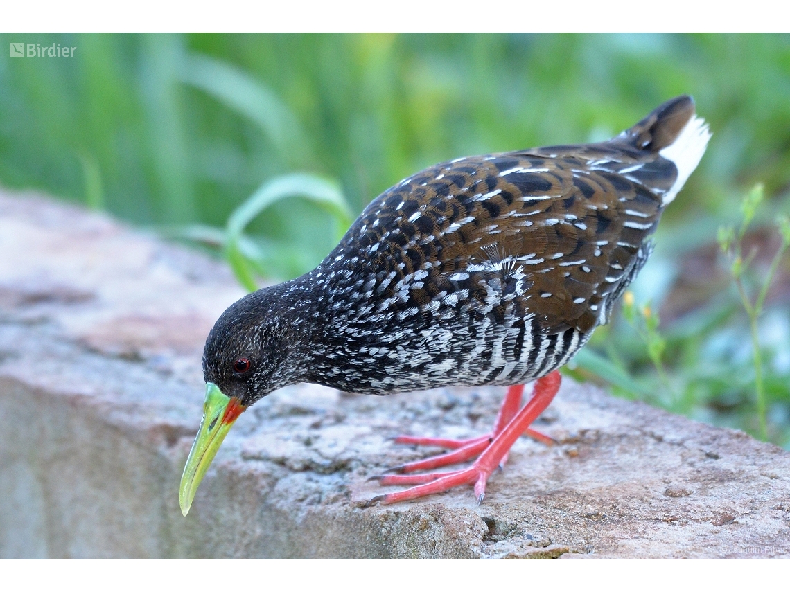 Pardirallus maculatus