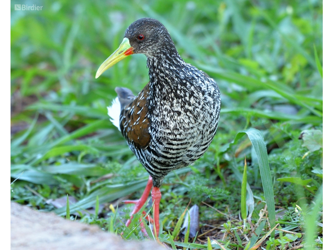 Pardirallus maculatus