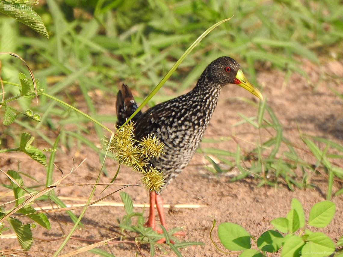 Pardirallus maculatus