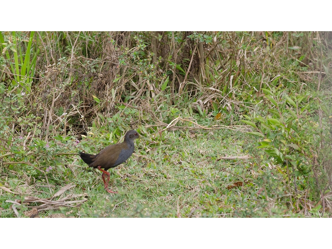 Pardirallus nigricans