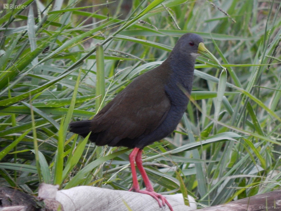 Pardirallus nigricans