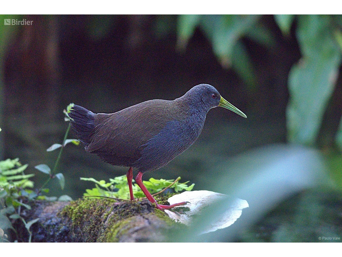 Pardirallus nigricans