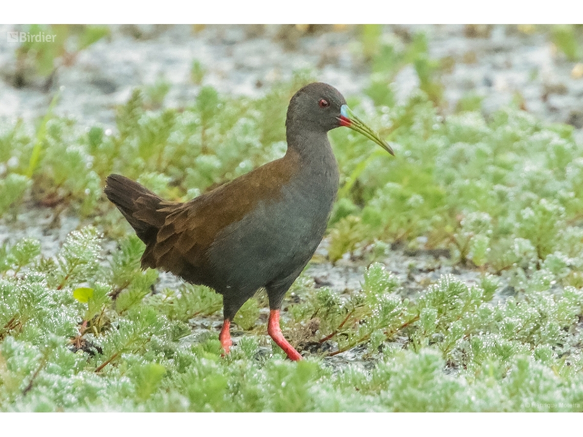 Pardirallus sanguinolentus