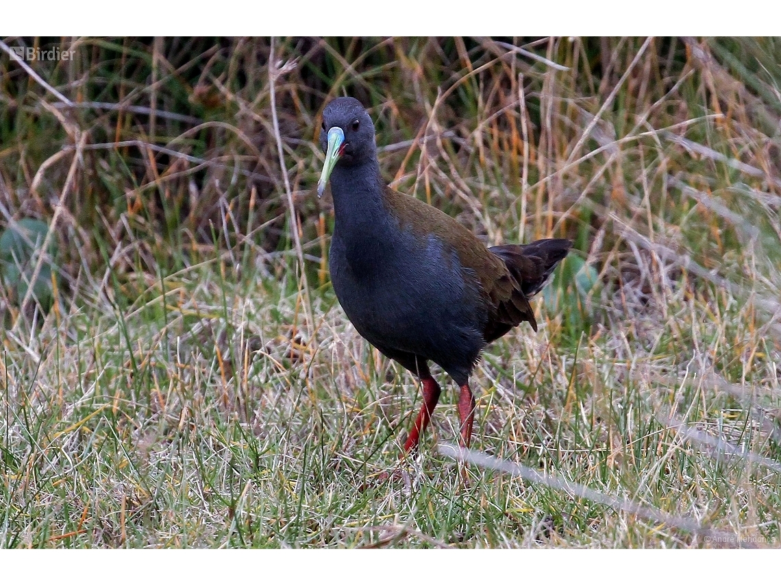 Pardirallus sanguinolentus