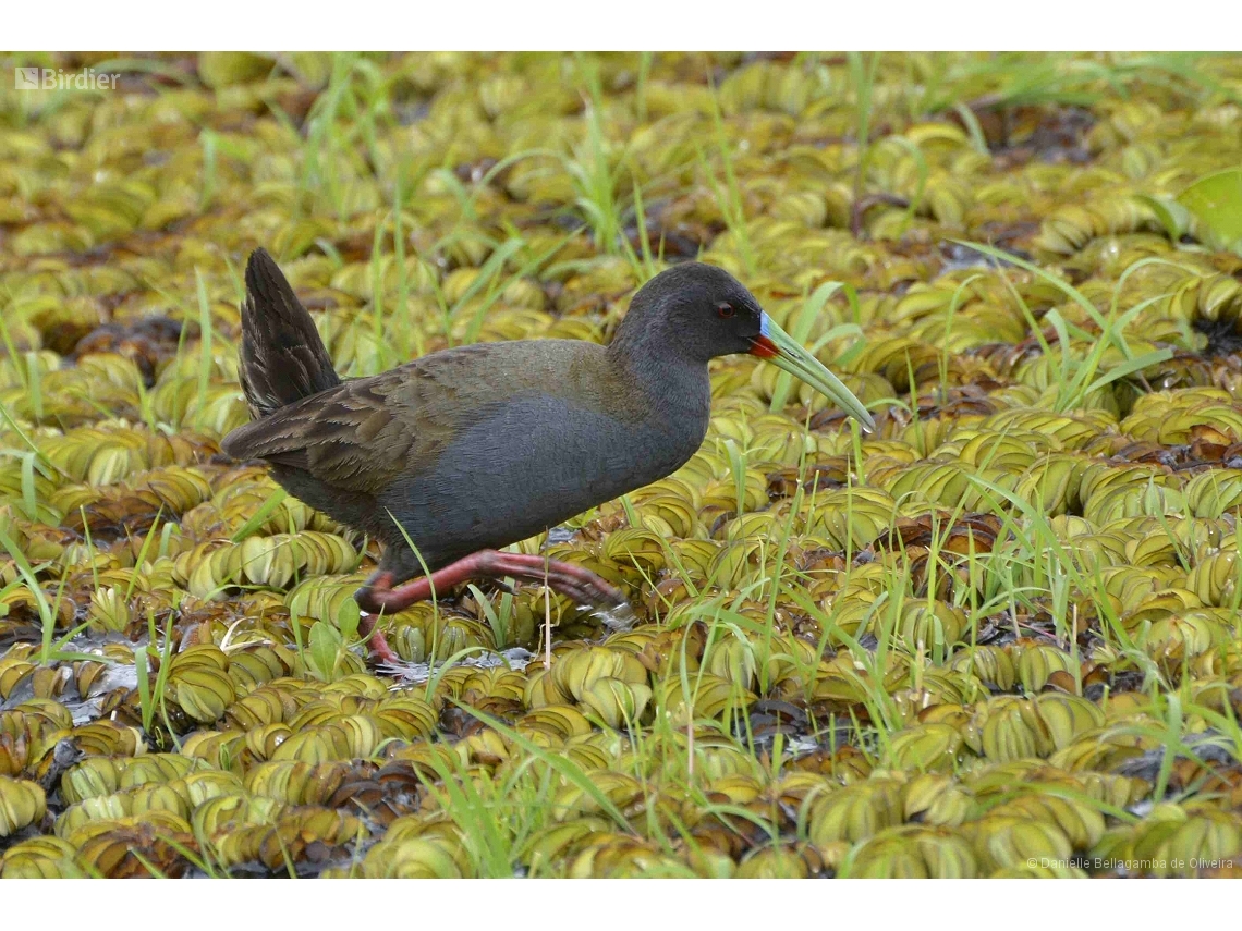 Pardirallus sanguinolentus