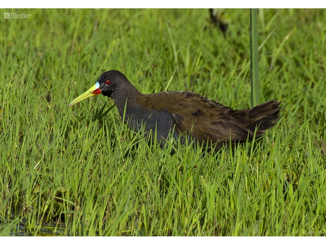 Pardirallus sanguinolentus