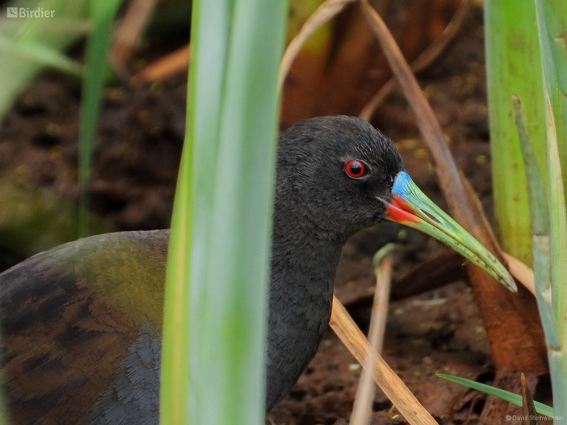 Pardirallus sanguinolentus