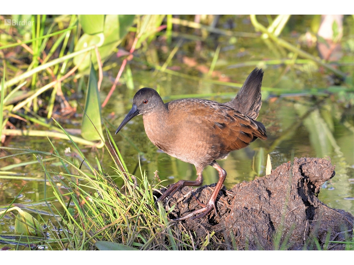 Pardirallus sanguinolentus