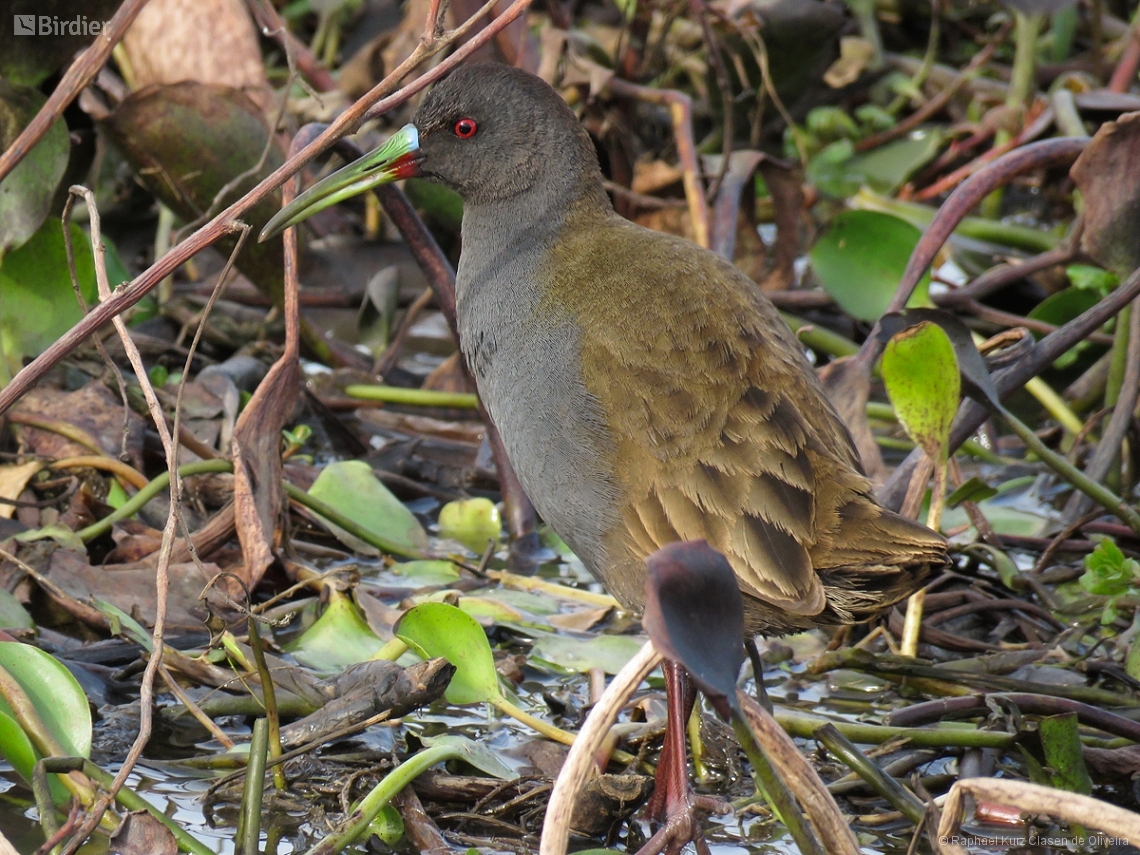 Pardirallus sanguinolentus