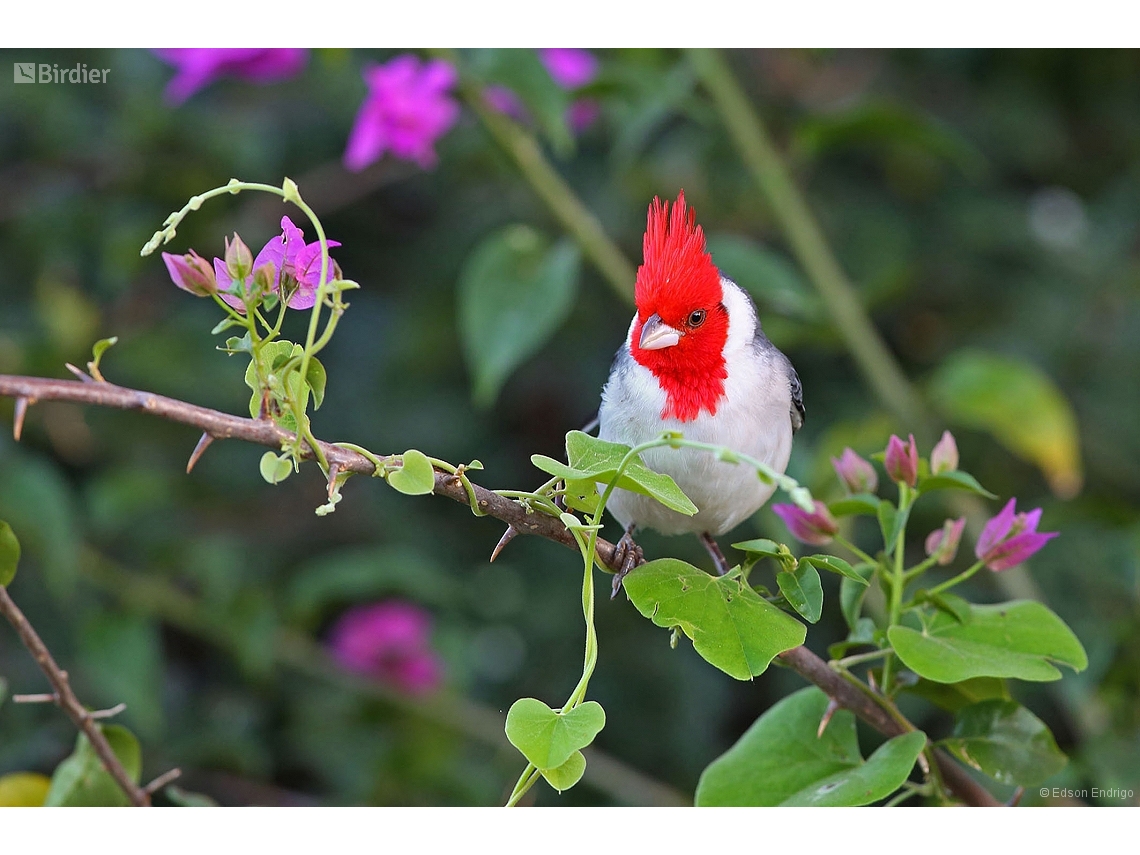 Paroaria coronata