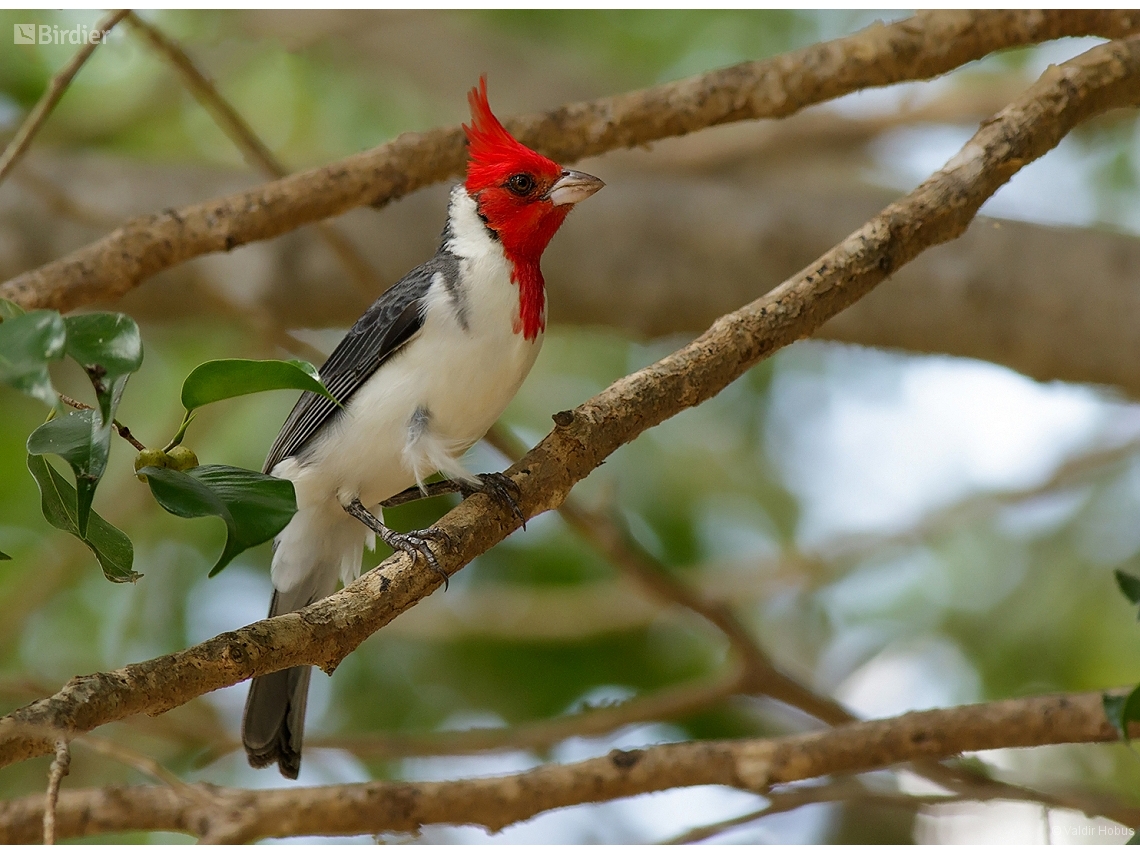 Paroaria coronata (Red-crested Cardinal) by Valdir Hobus u2022 Birdier