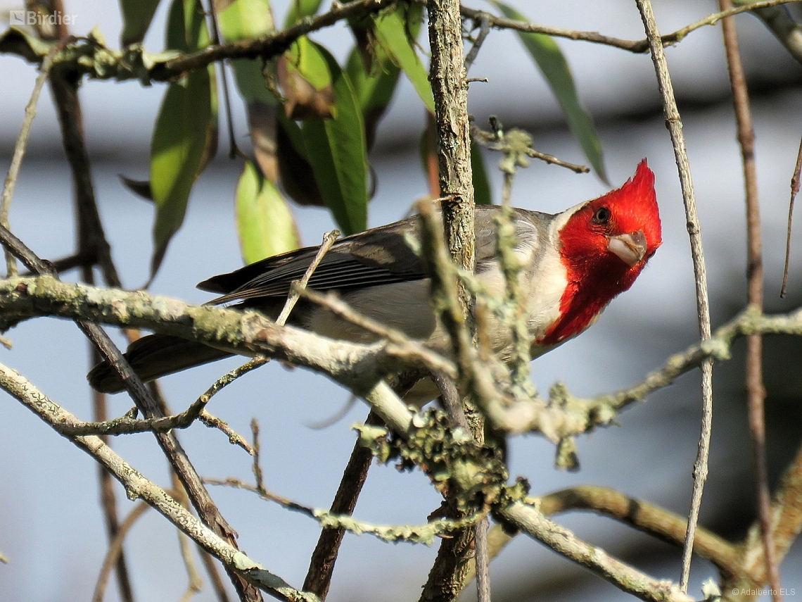 Paroaria coronata