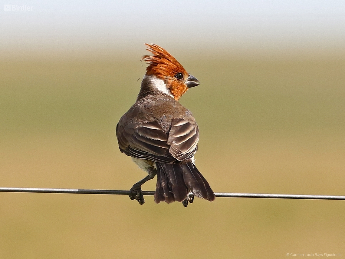 Paroaria coronata