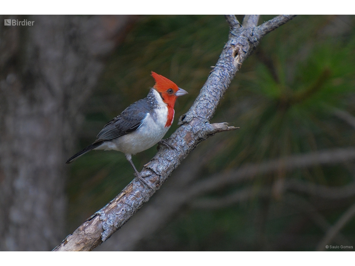 Paroaria coronata