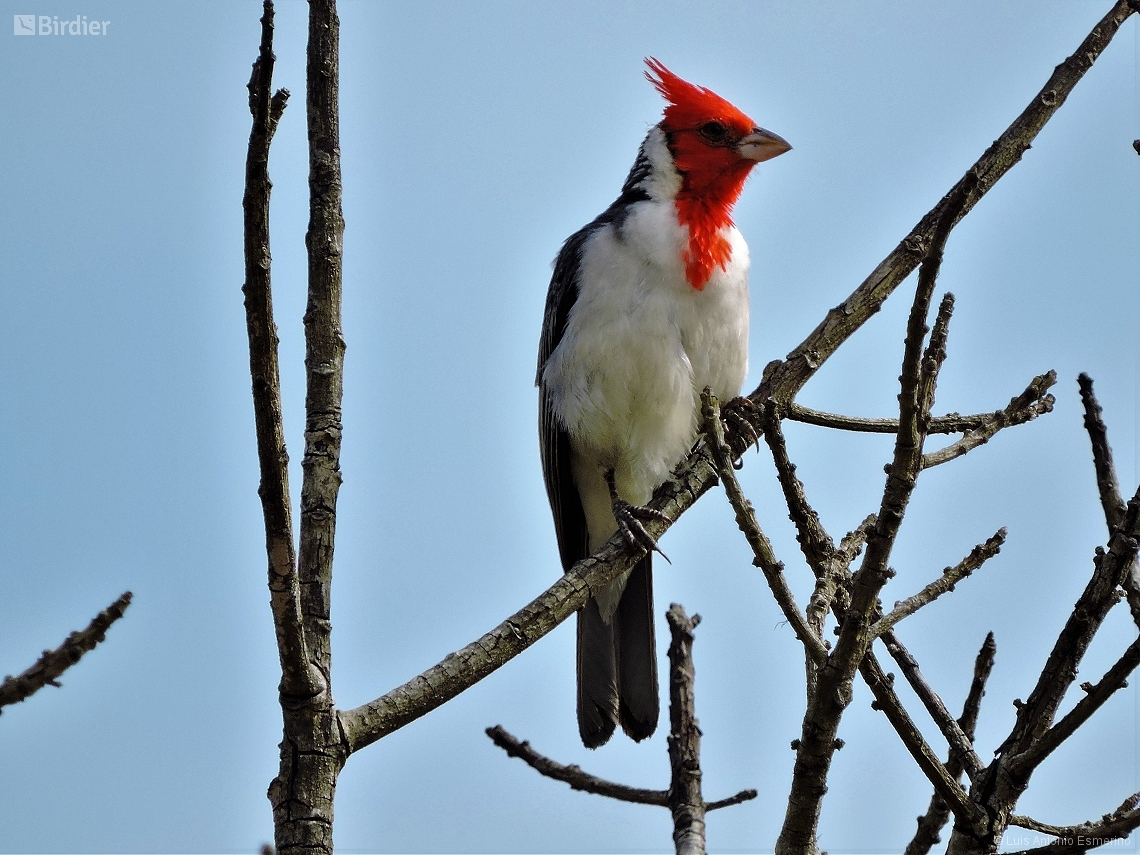 Paroaria coronata