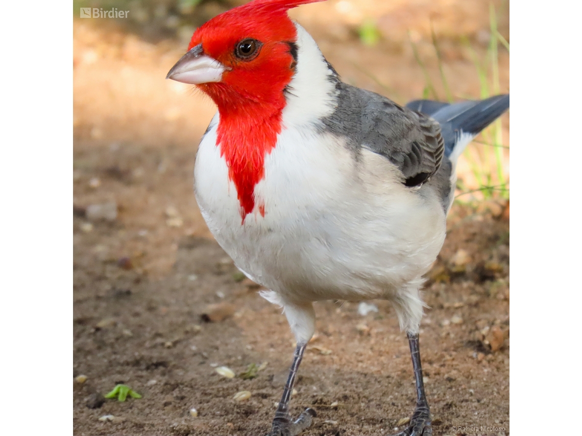 Paroaria coronata