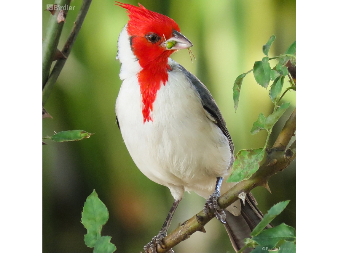 Paroaria coronata