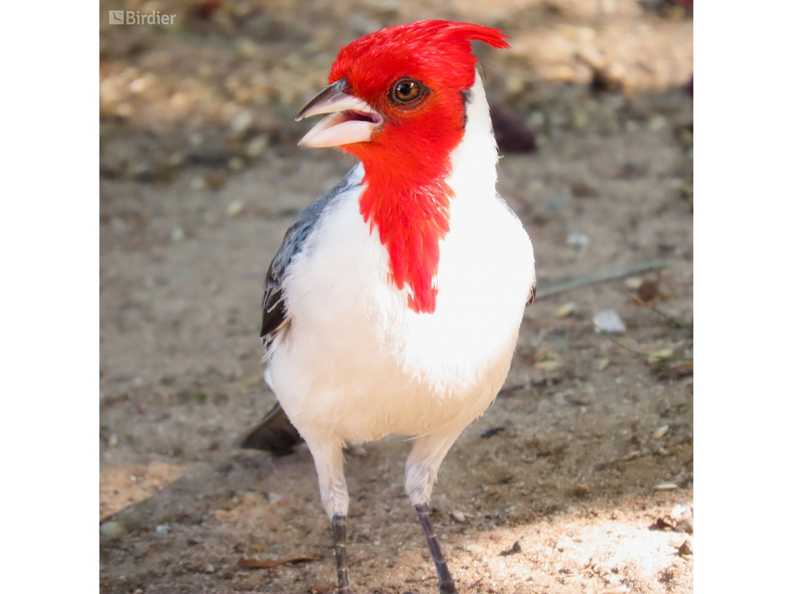 Paroaria coronata