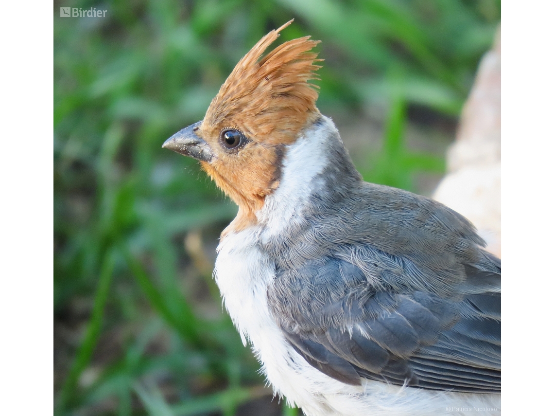 Paroaria coronata