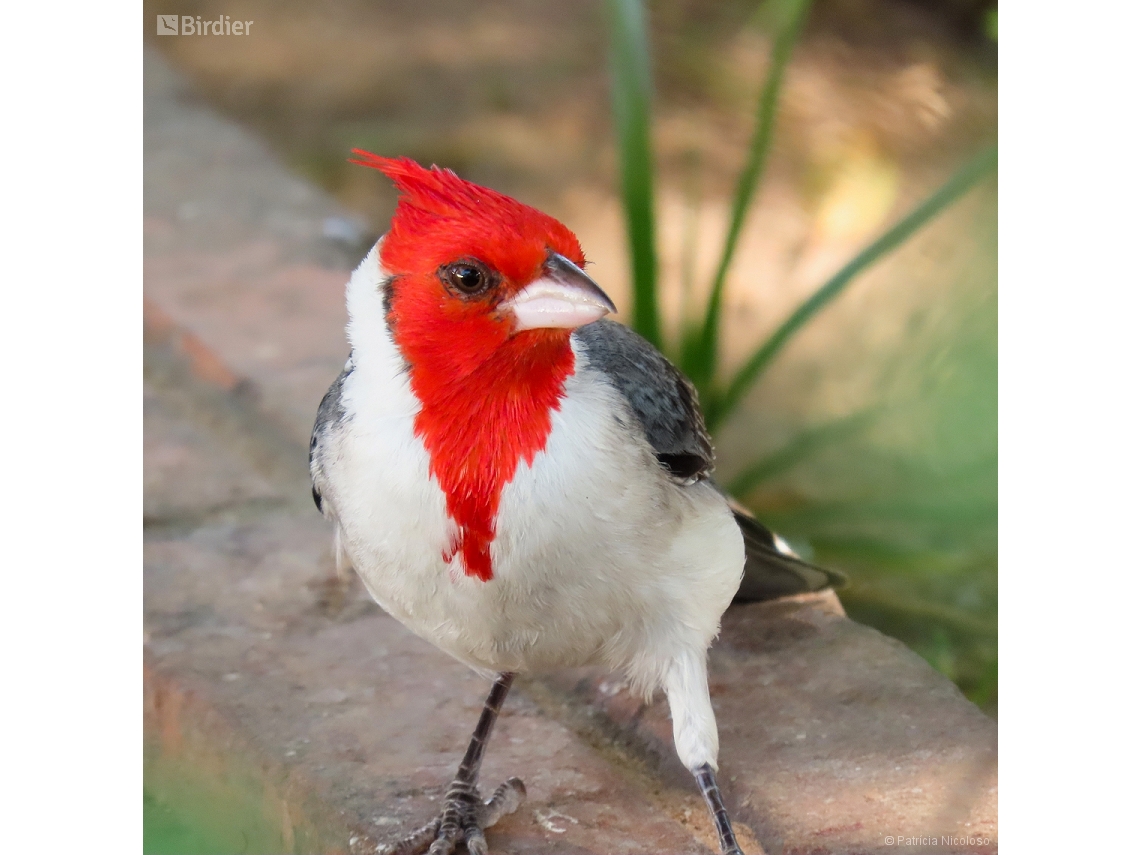 Paroaria coronata