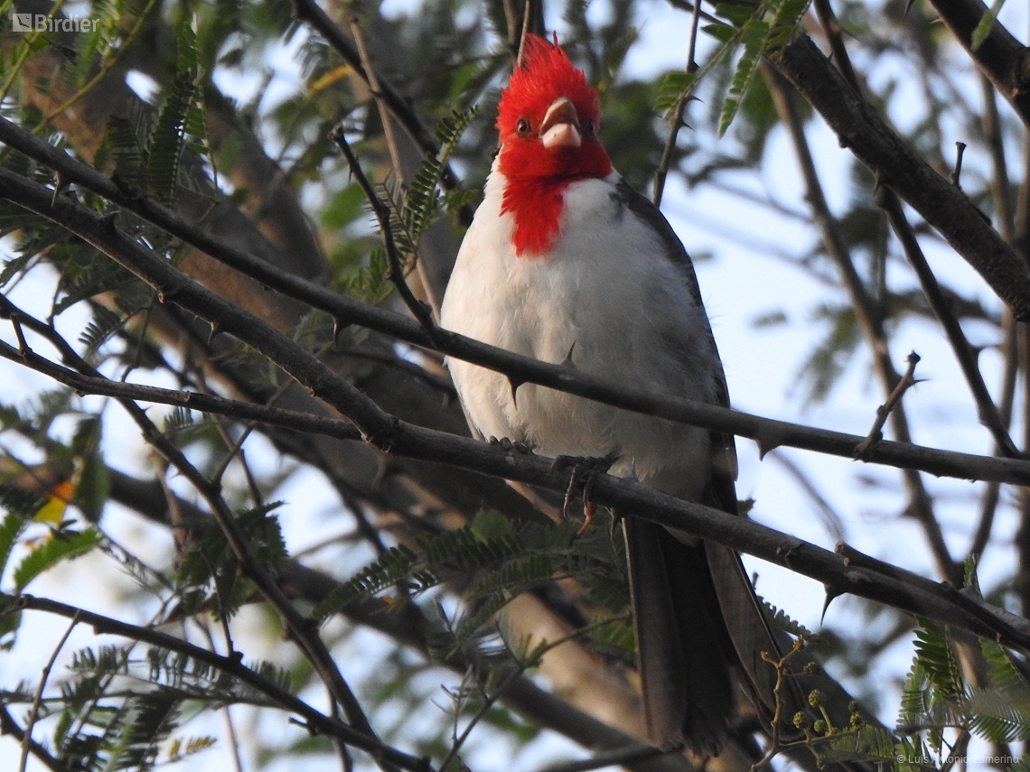 Paroaria coronata