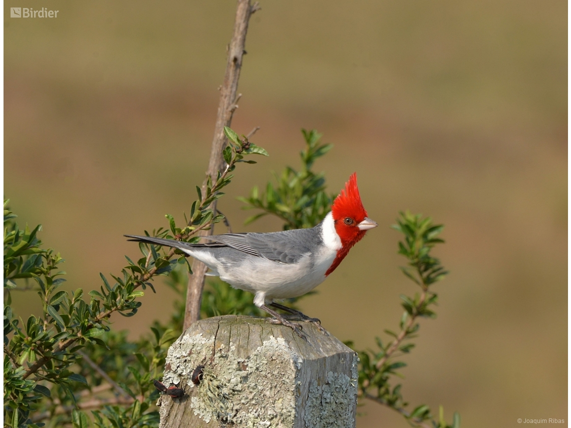 Paroaria coronata