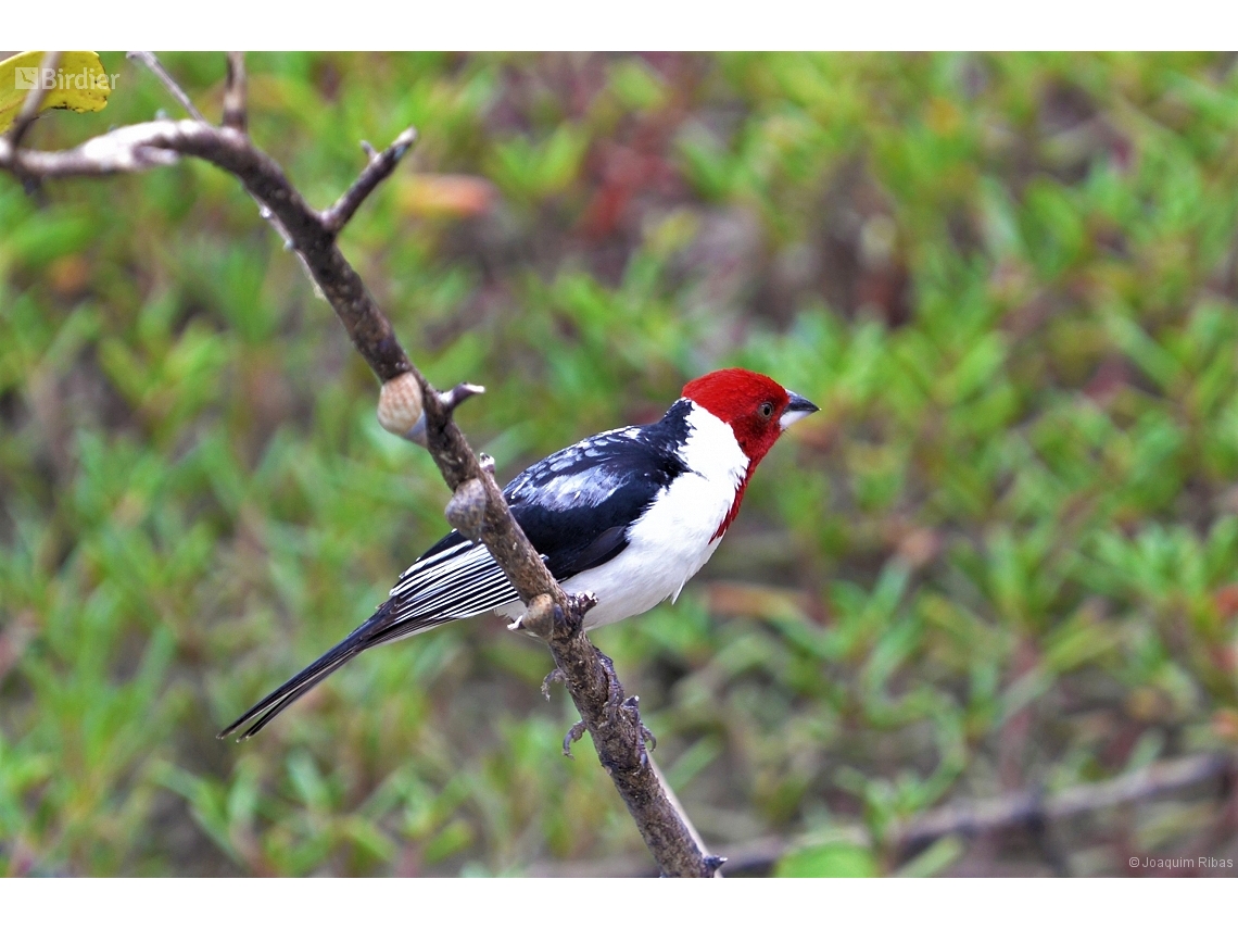 Paroaria dominicana