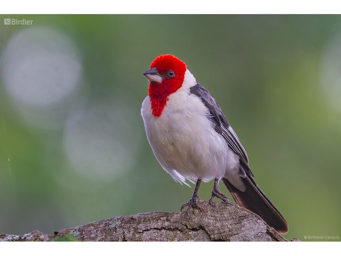 Paroaria dominicana
