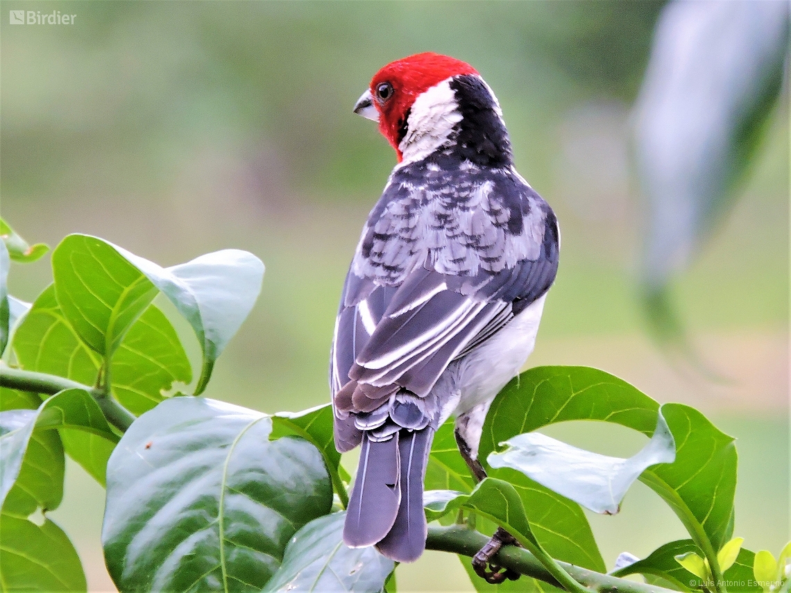 Paroaria dominicana