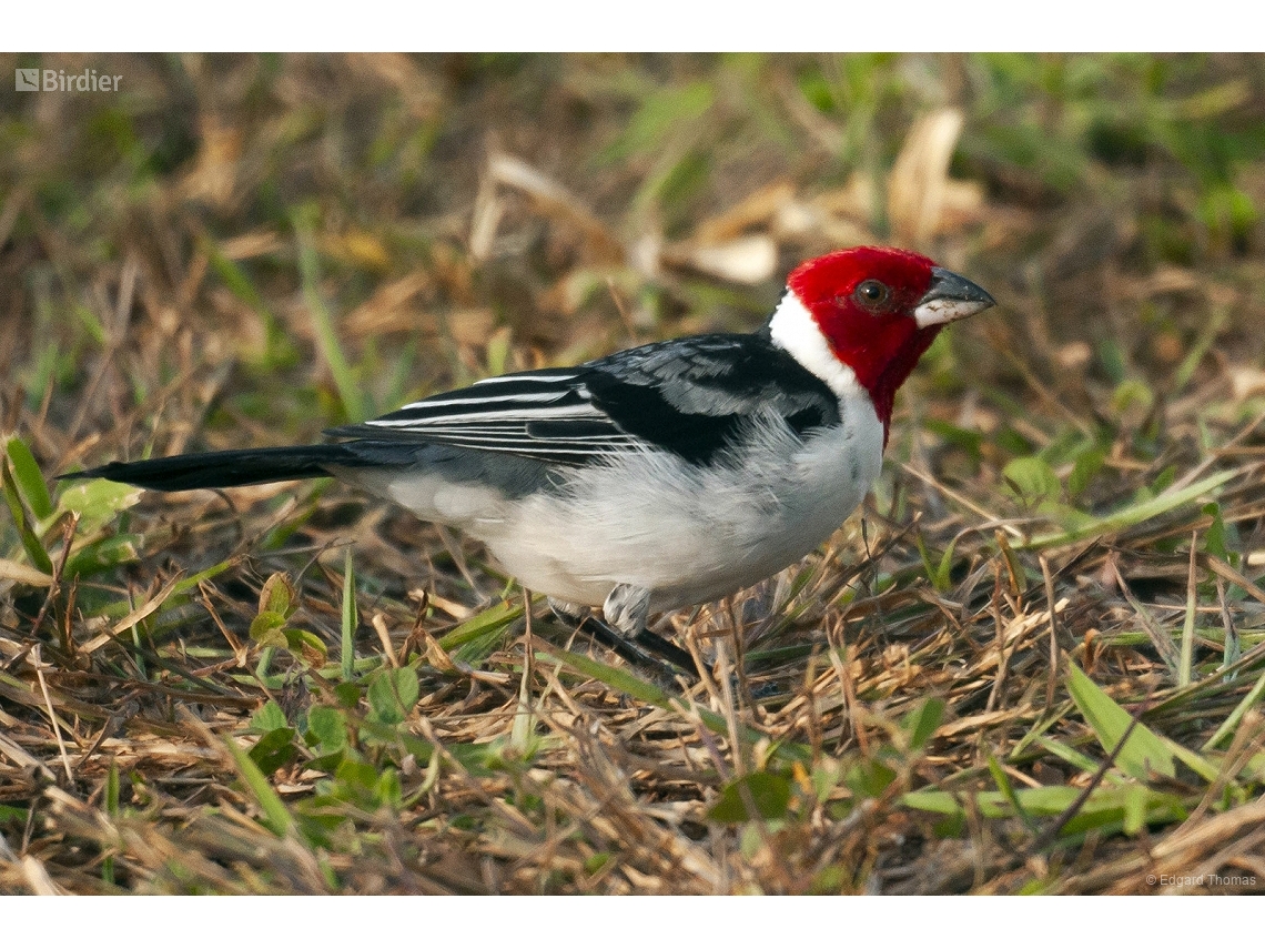Paroaria dominicana