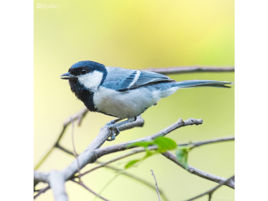 Parus cinereus