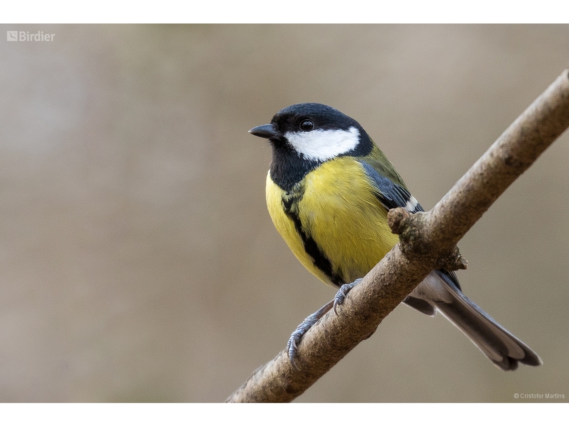 Parus major