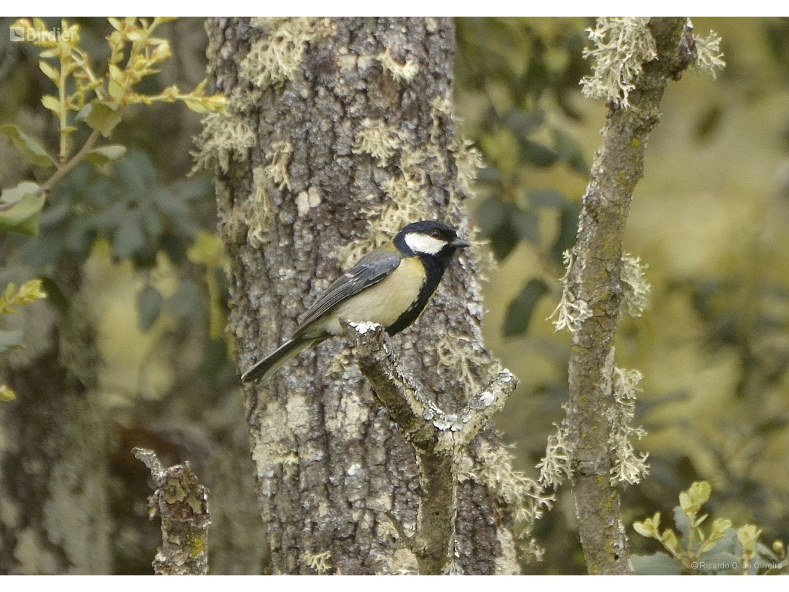 Parus major