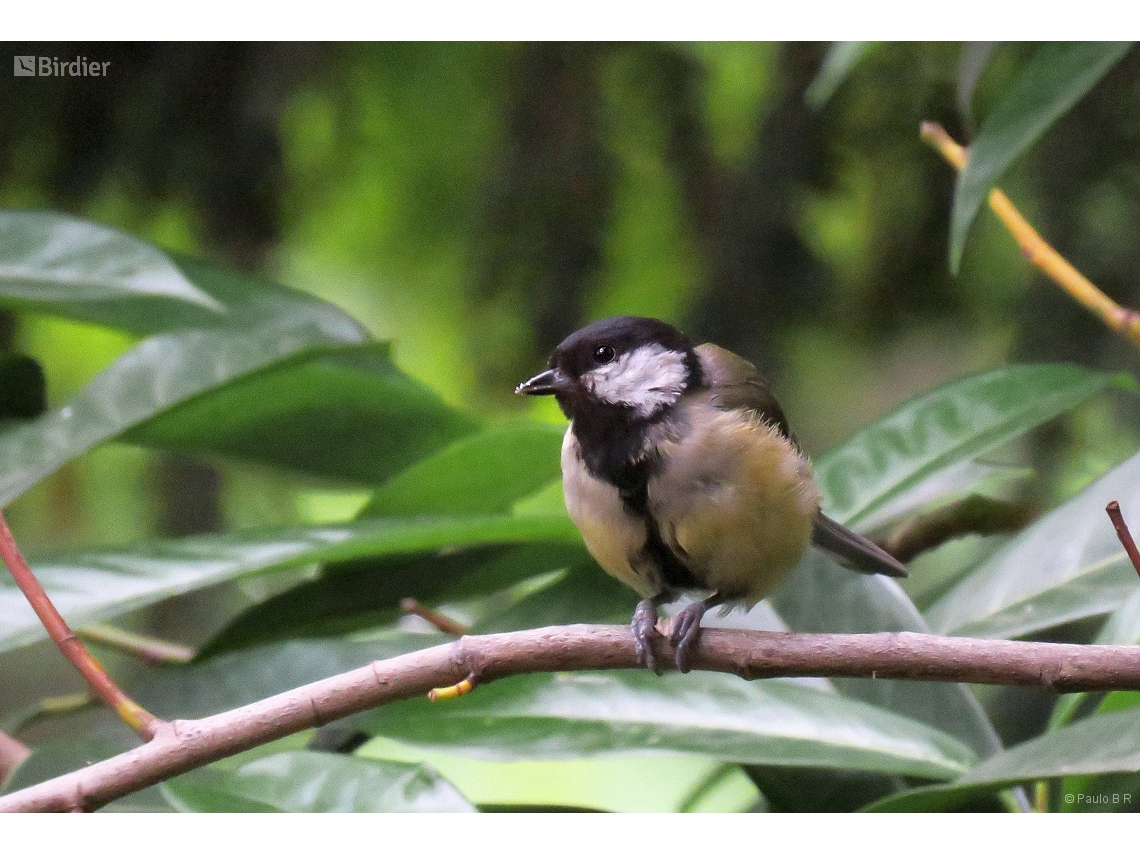 Parus major