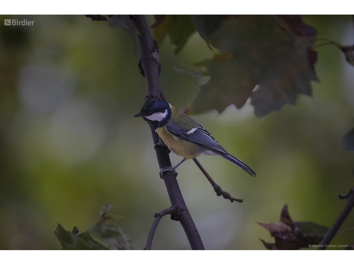 Parus major