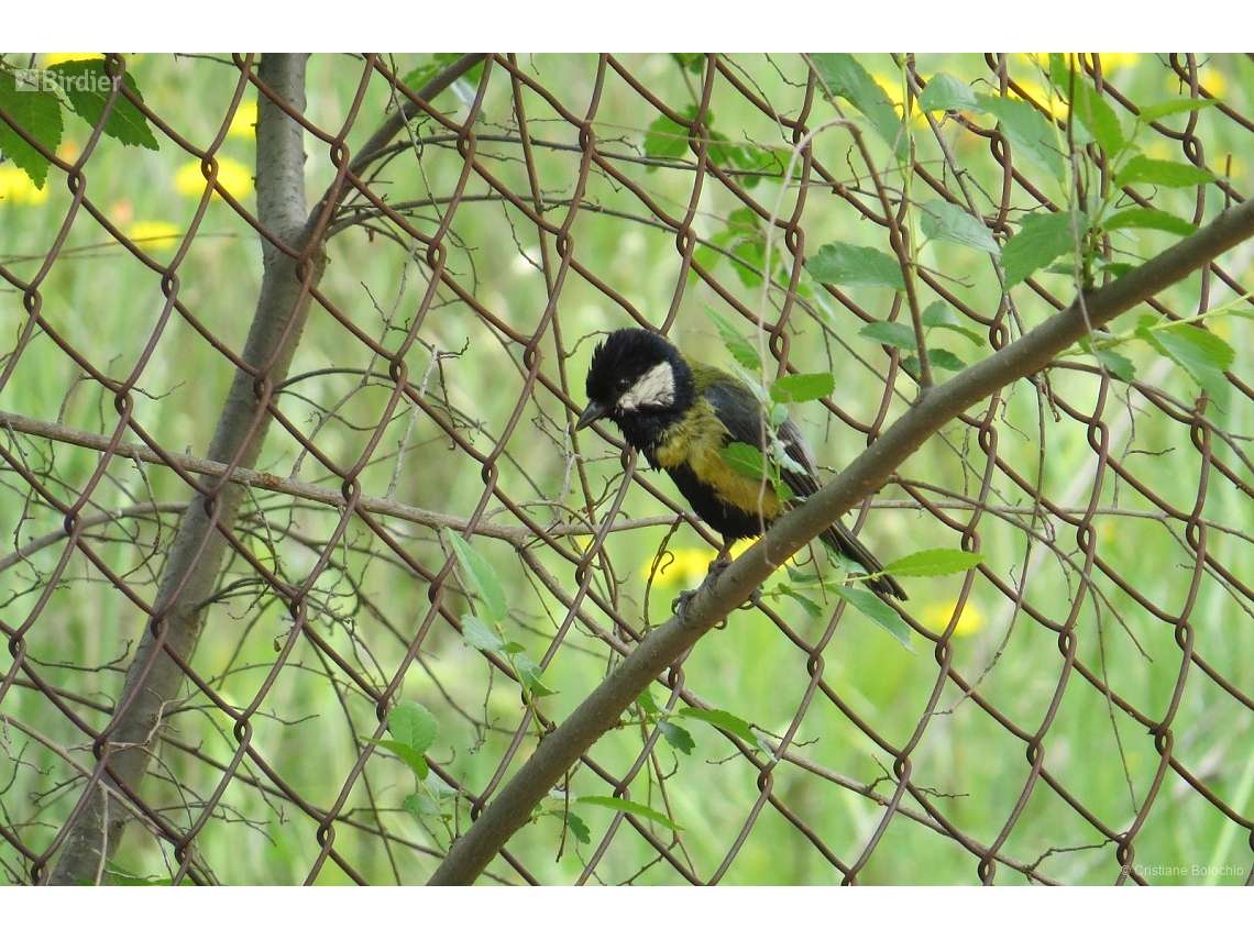 Parus major