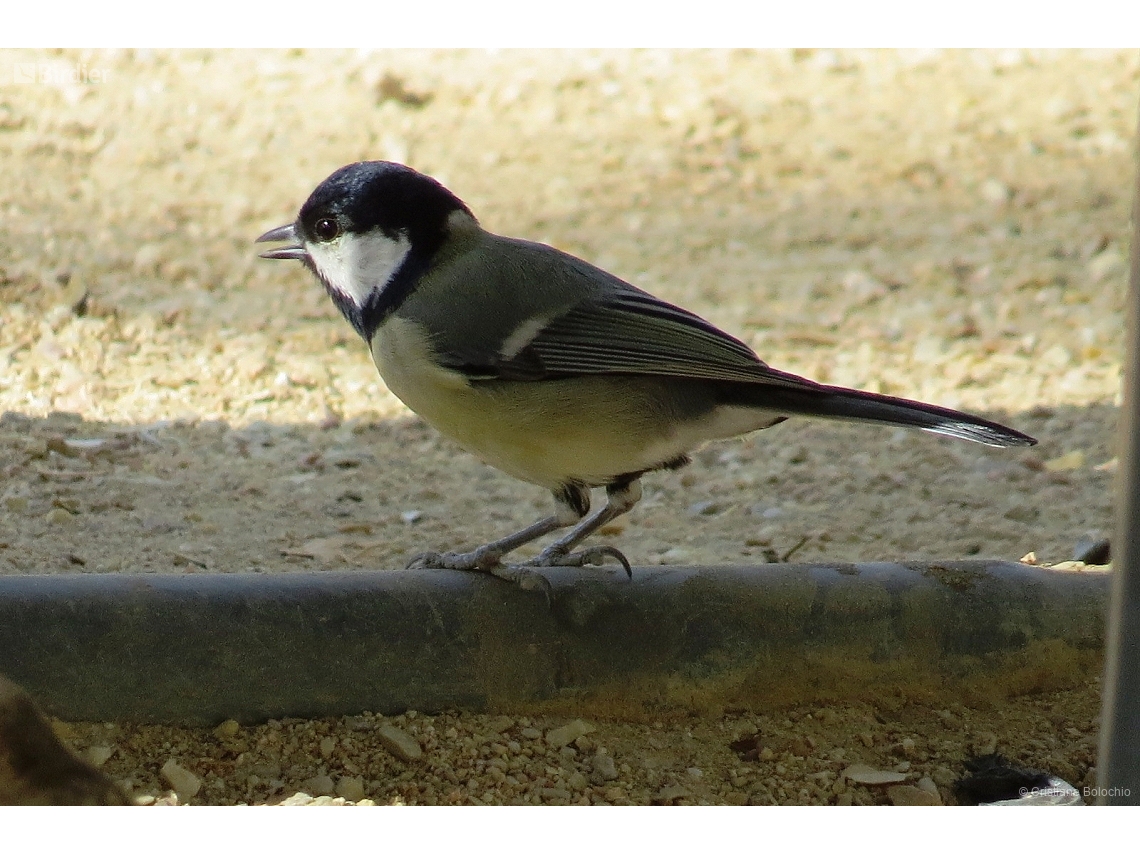 Parus major