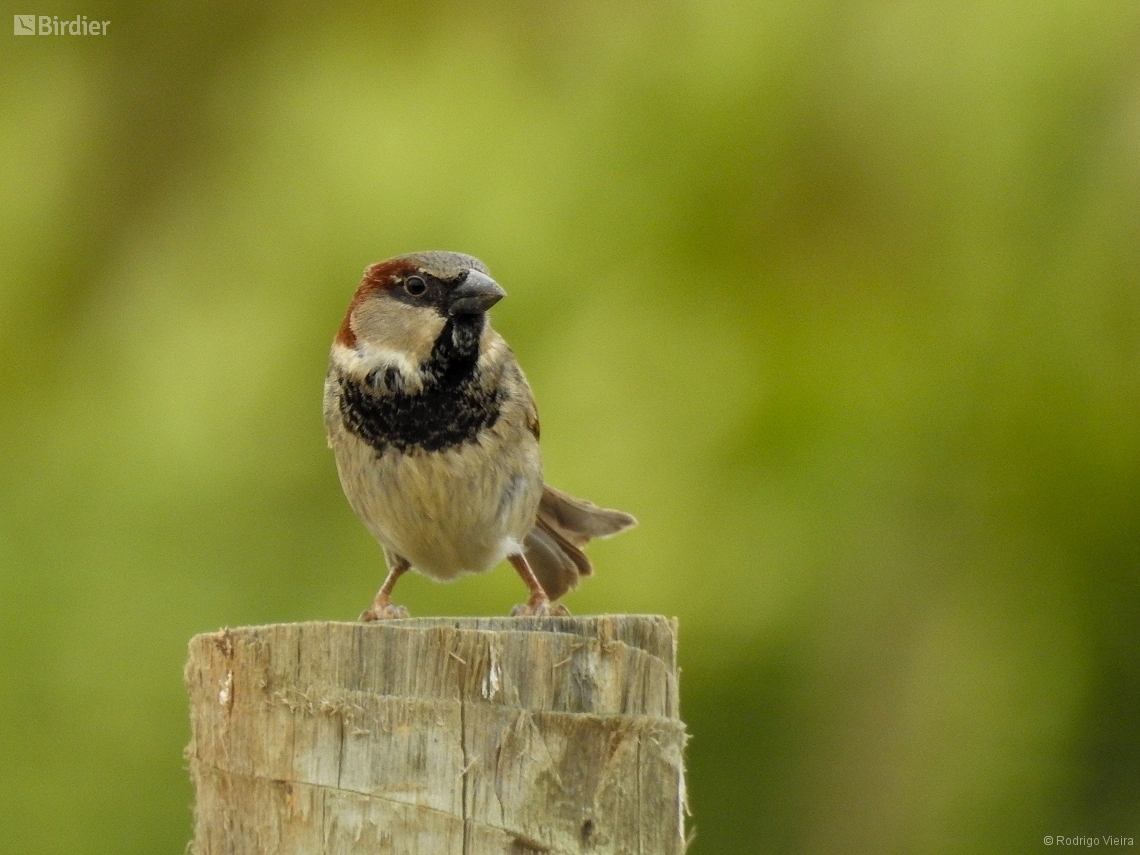 Passer domesticus