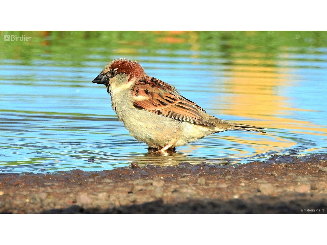 Passer domesticus